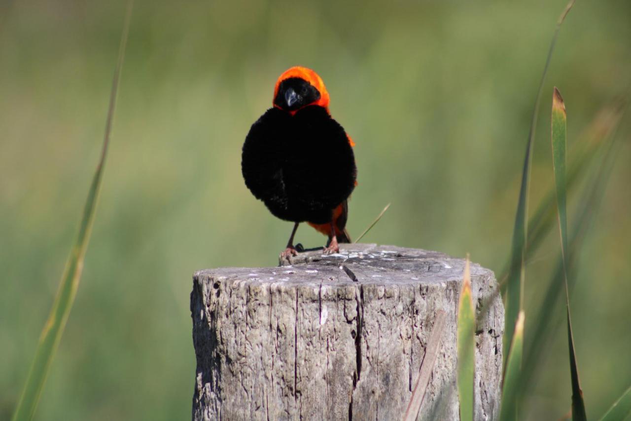 Red Bishop - Birds, Beach & Beauty Langebaan Exterior foto