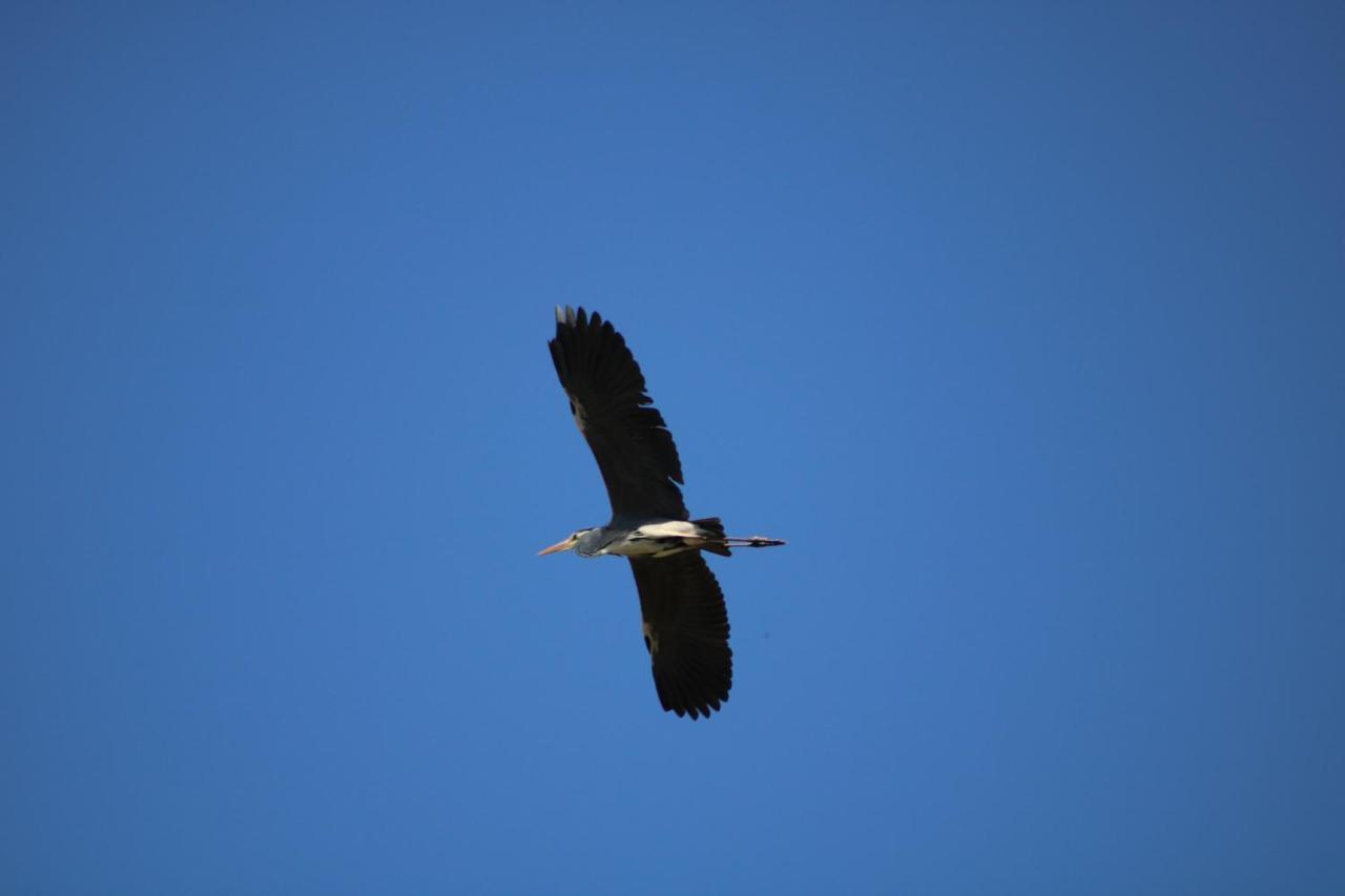 Red Bishop - Birds, Beach & Beauty Langebaan Exterior foto